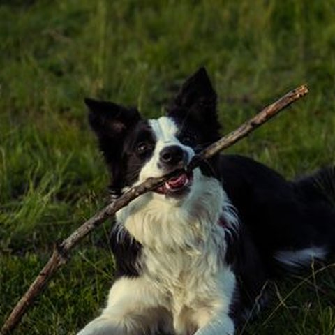 Daisy, a Border Collie