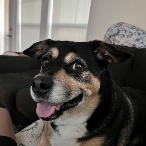 Pax, a Corgi and Rottweiler mix