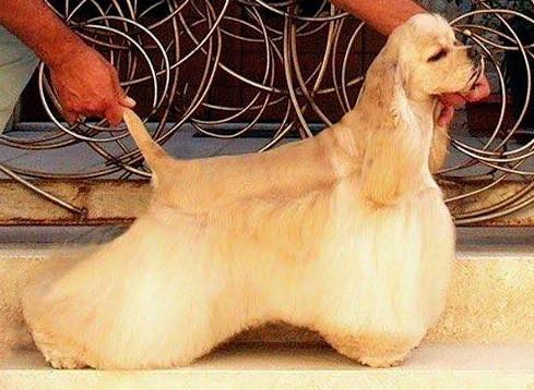 American Cocker Spaniel