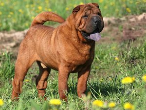 Chinese Shar Pei