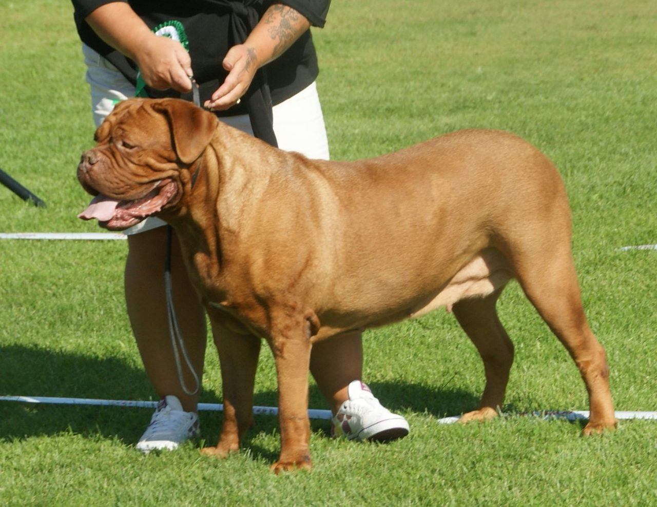Dogue De Bordeaux