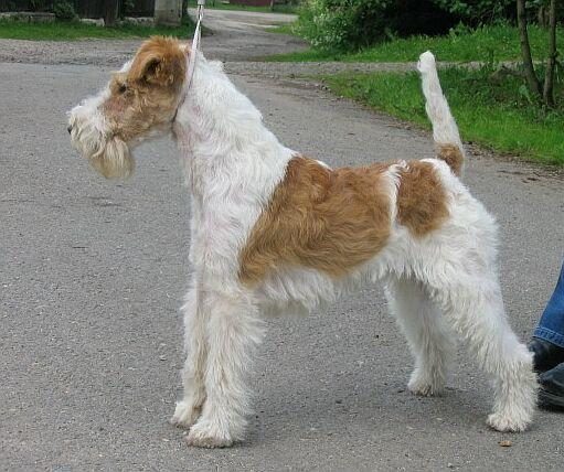 Fox Terrier Wire