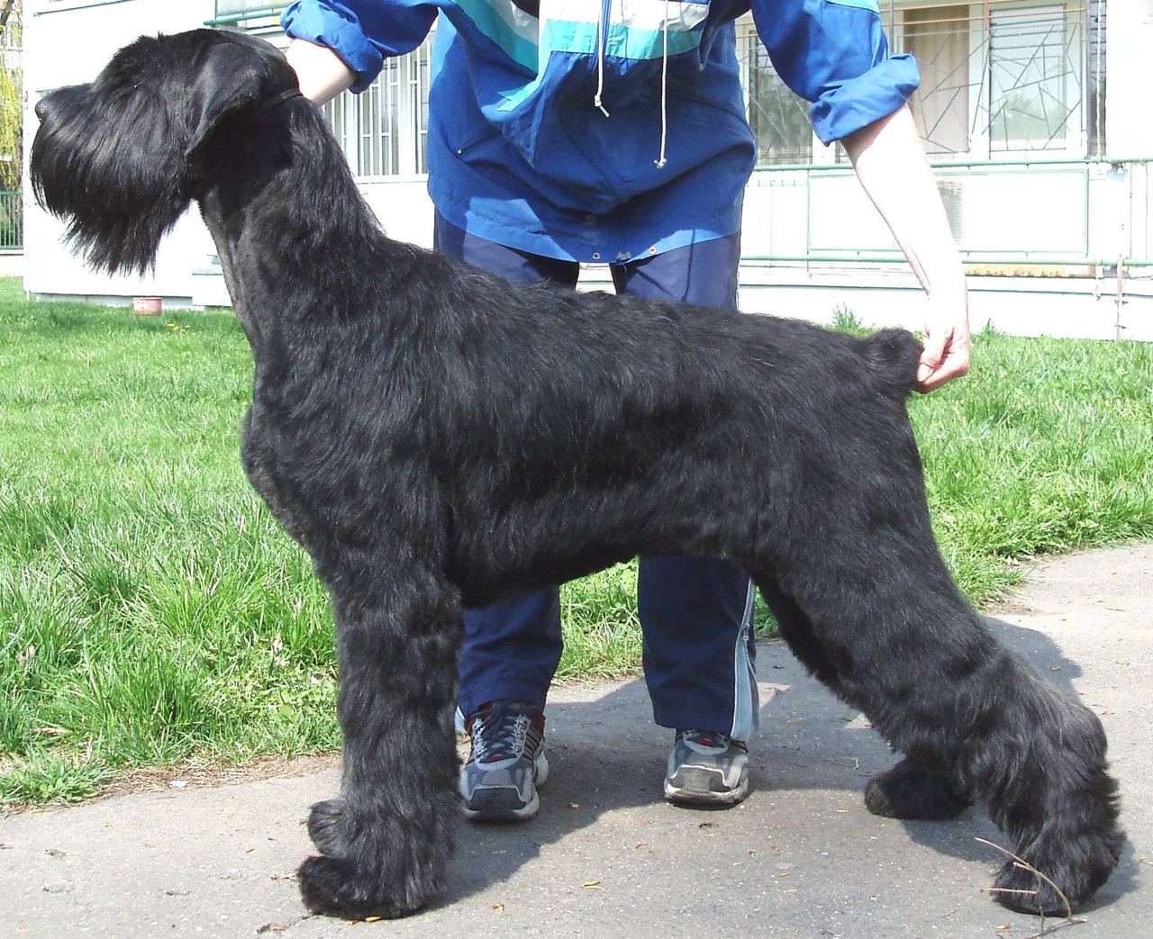 Giant Schnauzer
