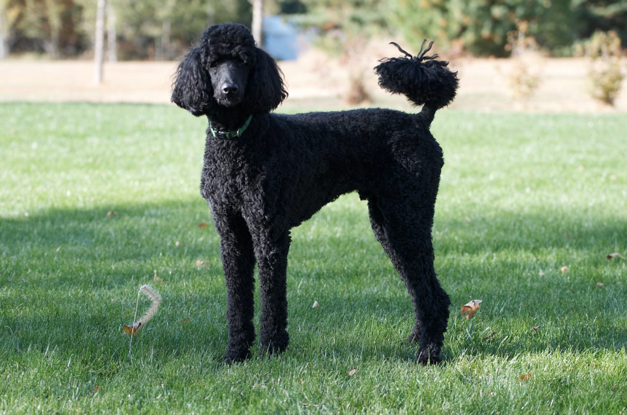 Miniature Poodle